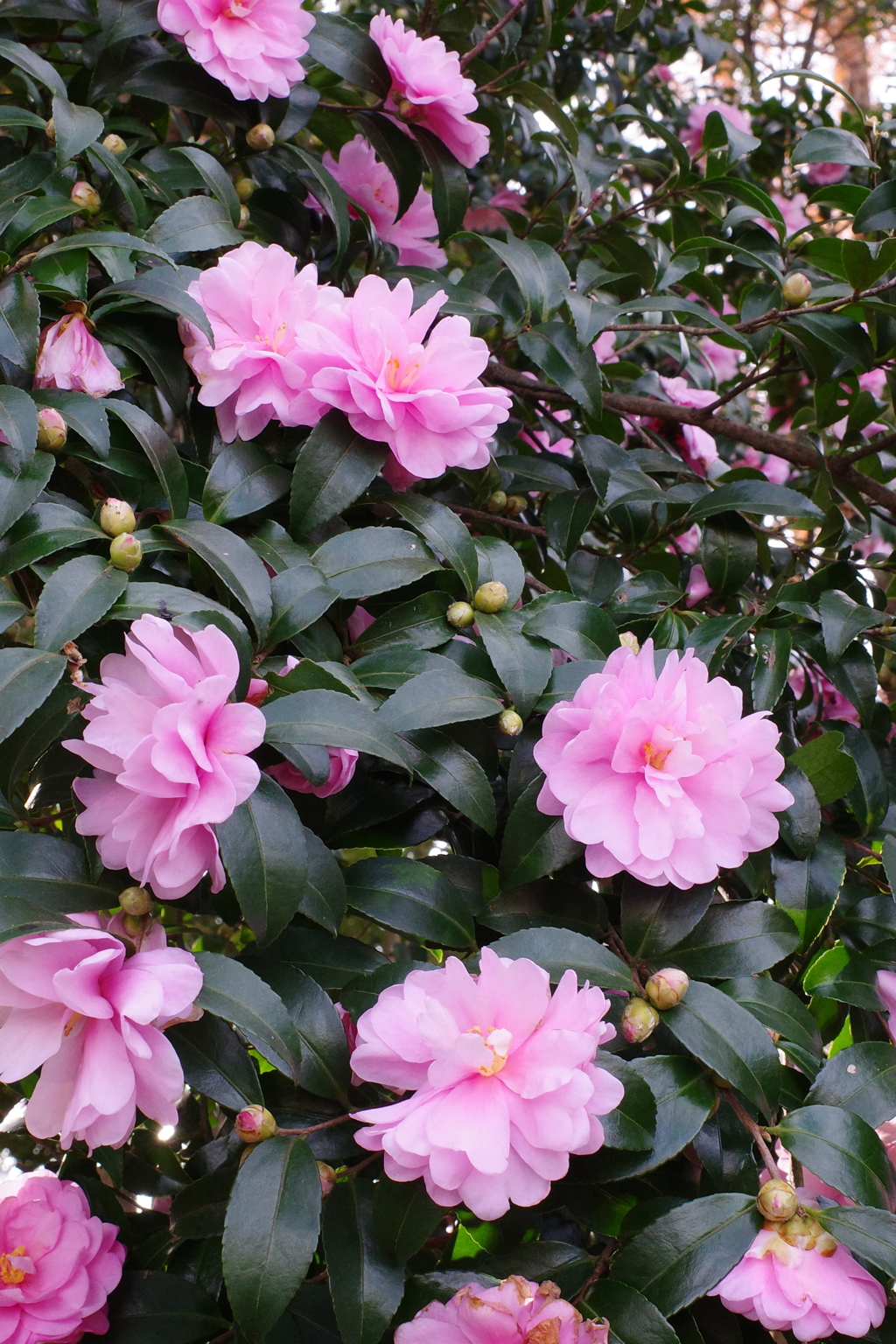山茶花