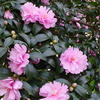 山茶花