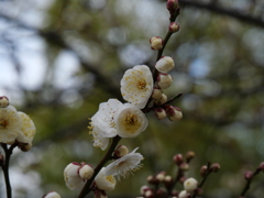 白梅咲き始め