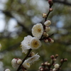 白梅咲き始め