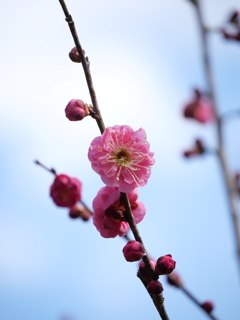 紅梅