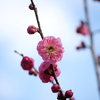 紅梅