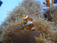 クマノミ