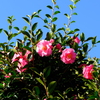 青空に映える花