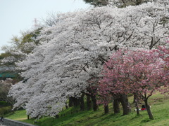 桜さくら