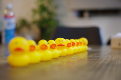 ひよこの軍隊　単焦点