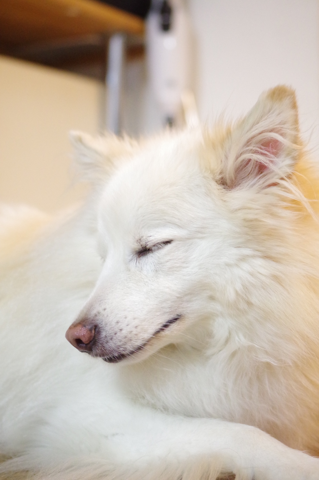 人間が目をつぶったら失敗でも犬は目をつぶってもおけ