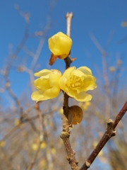 春近し３