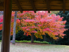 紅葉２