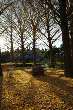 夕景