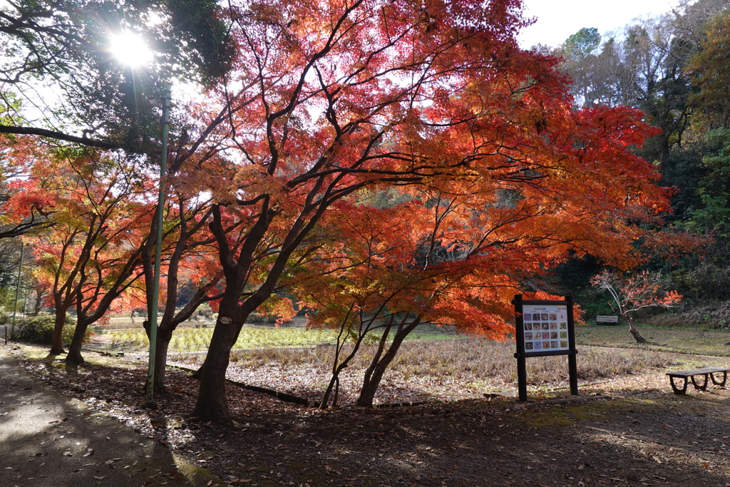  紅葉六景