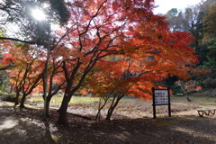  紅葉六景
