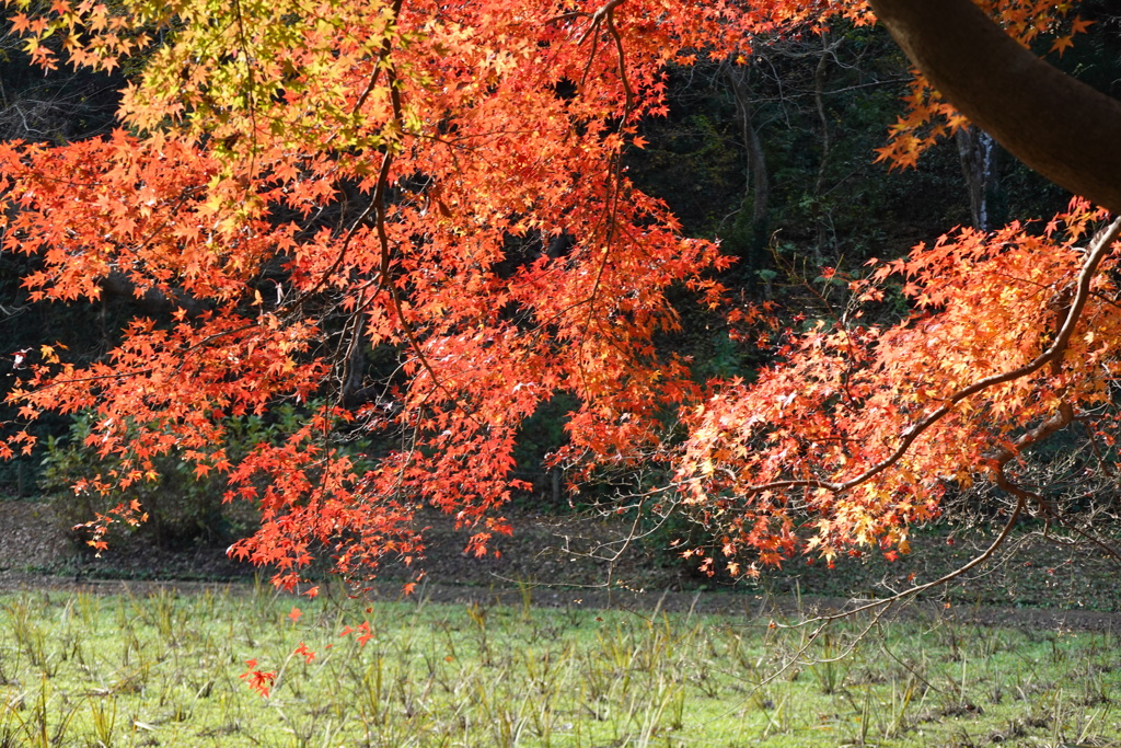 紅葉五景