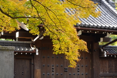 皇居紅葉