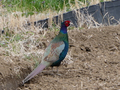 雉も鳴かずば・・・