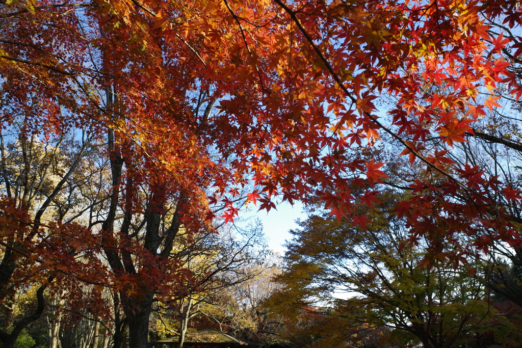 紅葉