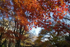 紅葉