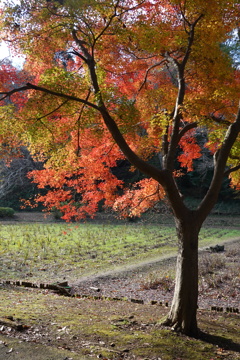 紅葉四景