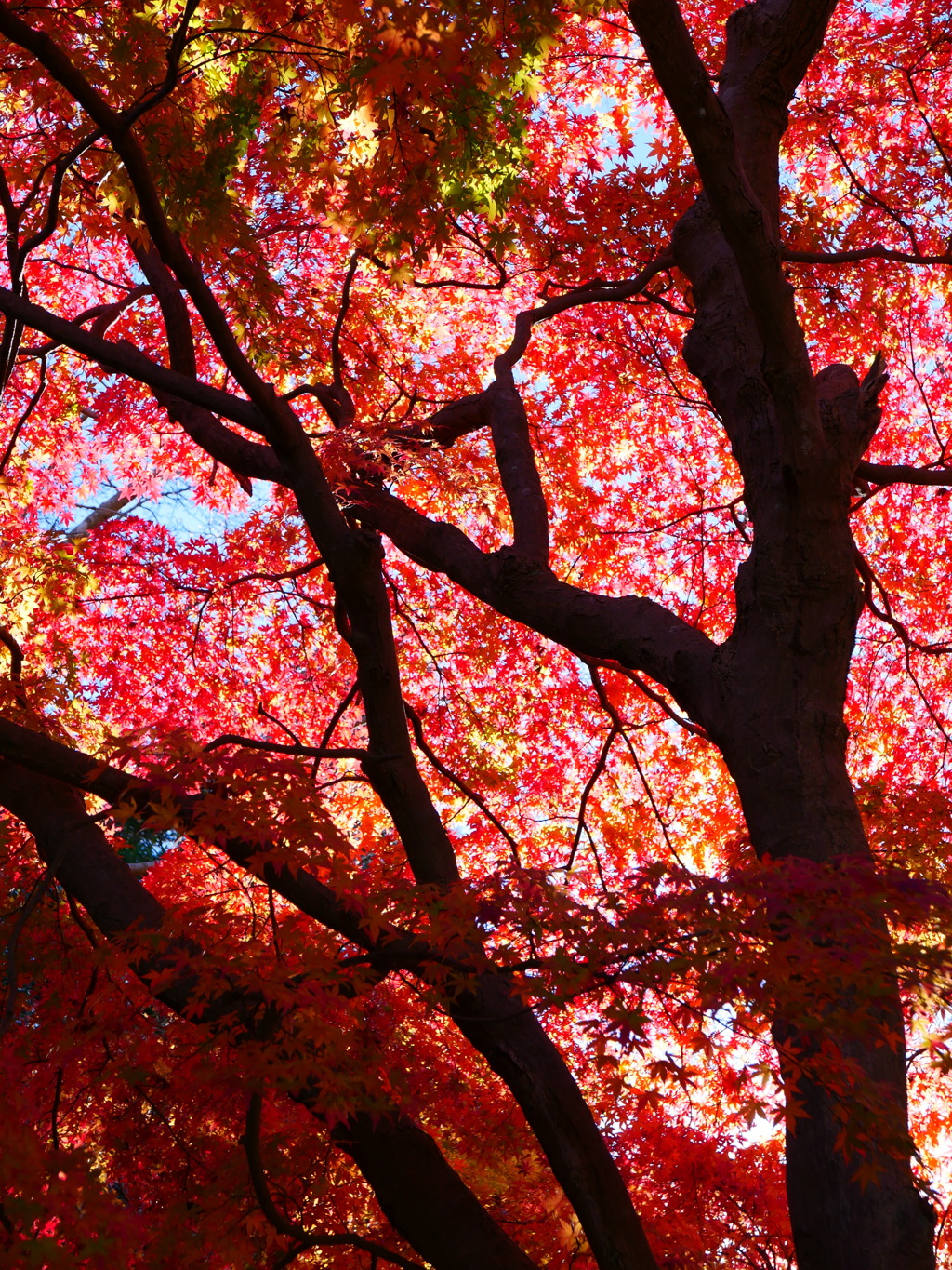 紅葉