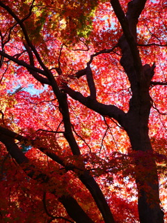 紅葉