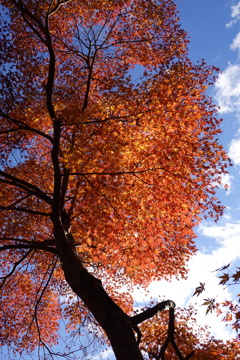 紅葉七景
