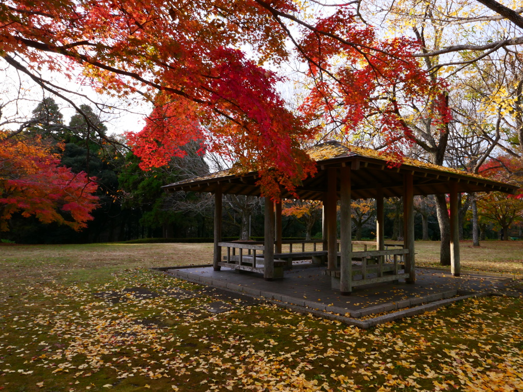 紅葉３