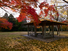 紅葉３
