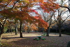 紅葉