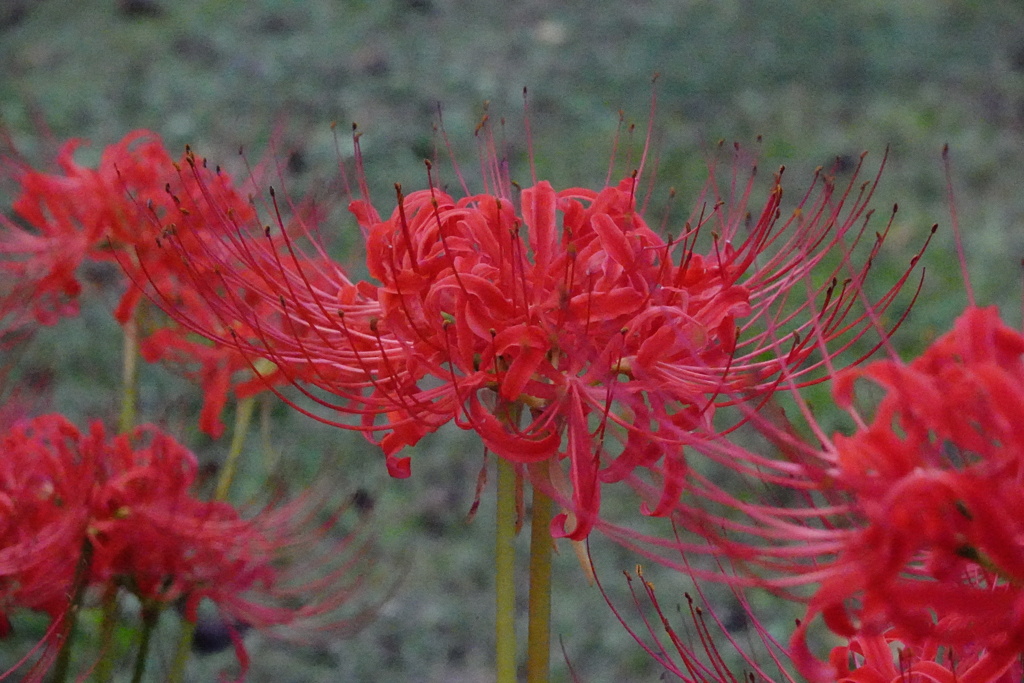 彼岸花