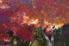 紅葉二景