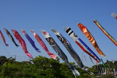 鯉のぼり