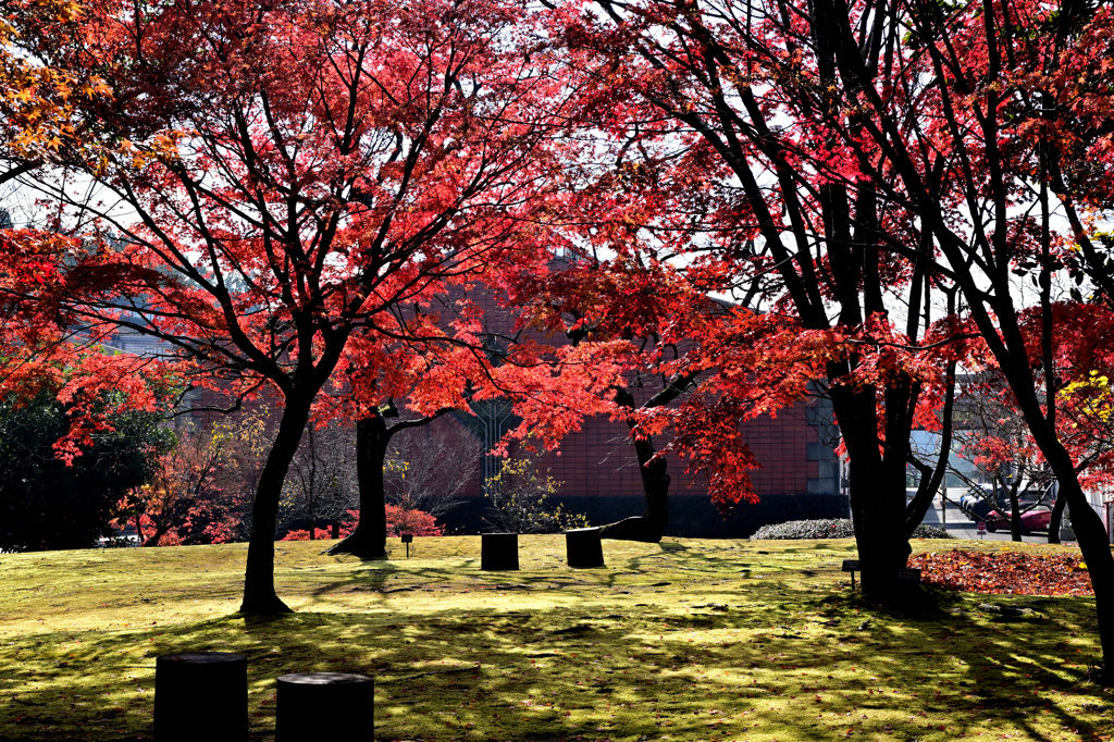 いいちこ日田蒸留所の楓