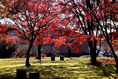 いいちこ日田蒸留所の楓