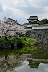福岡城址の桜　潮見櫓
