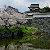 福岡城址の桜　潮見櫓