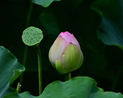 蓮の花 蕾