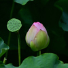 蓮の花 蕾