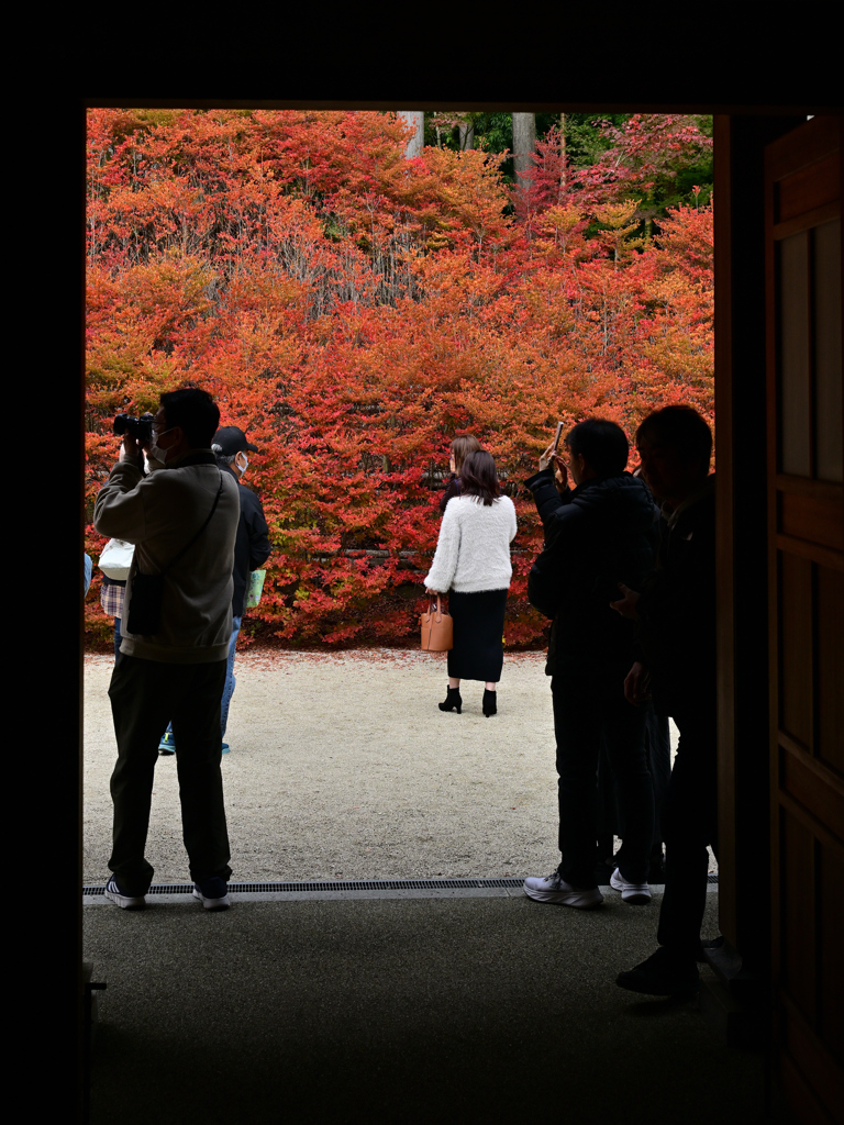 呑山観音寺のドウダンツツジ