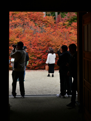呑山観音寺のドウダンツツジ