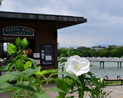 大濠公園の白いハイビスカス