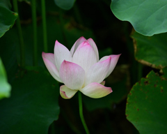 蓮の花