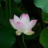 蓮の花