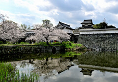 潮見櫓の桜