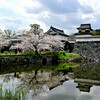 潮見櫓の桜
