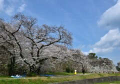 福岡城址の桜