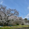 福岡城址の桜