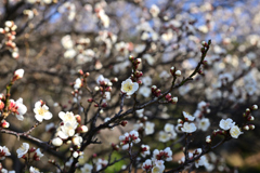 福岡城址の白梅