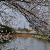 福岡城址の桜　お堀