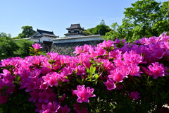 福岡城址潮見櫓のつつじ