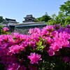 福岡城址潮見櫓のつつじ